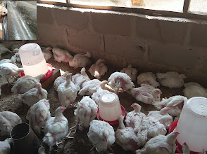 Dandeco Farm