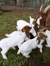 Dandeco Farm
