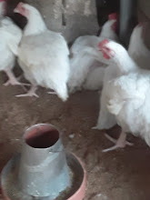 Roswell Poultry Farms