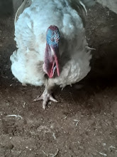 Roswell Poultry Farms